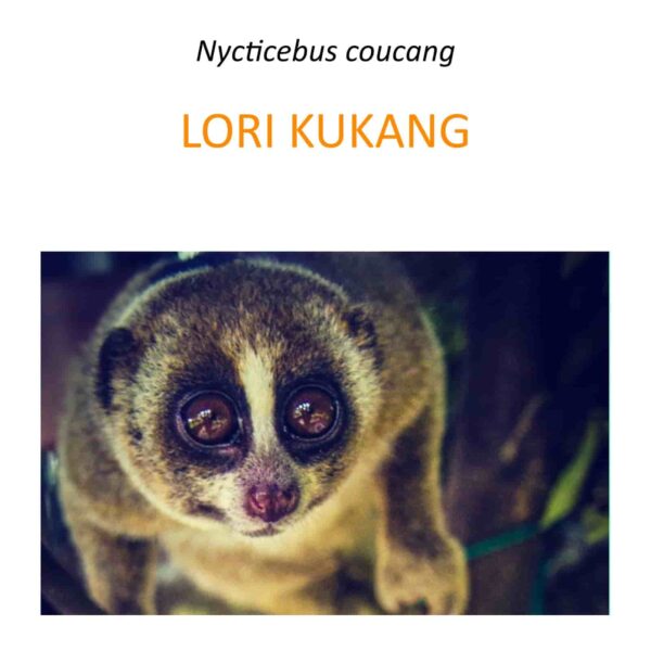 Program ratowania lori kukang
