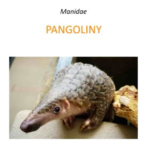 Program ratowania konfiskowanych pangolinów
