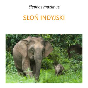 Conservation Program for Indian Elephants in Borneo