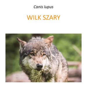 Program ochrony wilków w Polsce