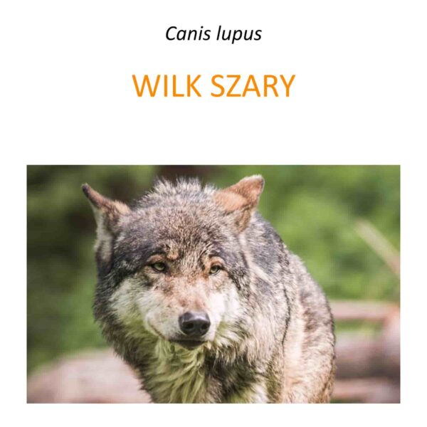 Program ochrony wilków w Polsce