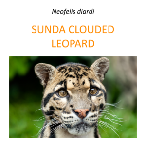 Sunda clouded leopard protection programme