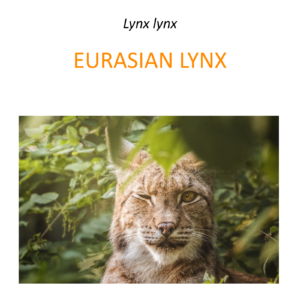 Euroasian lynx conservation program in Poland