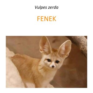 Projekt ochrony fenków w Afryce Północnej