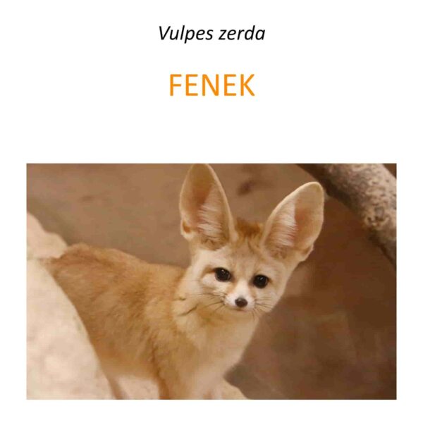 Projekt ochrony fenków w Afryce Północnej