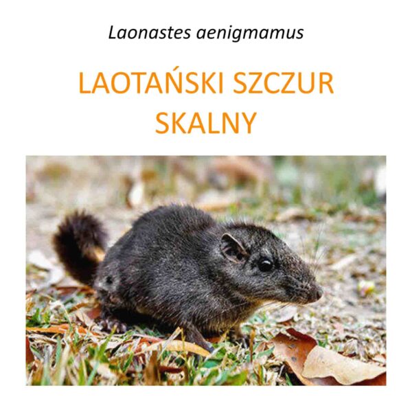 Program badań i ochrony laotańskiego szczura skalnego