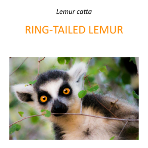 Ring-tailed Lemur Conservation Program