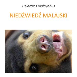 Program ratowania niedźwiedzi malajskich