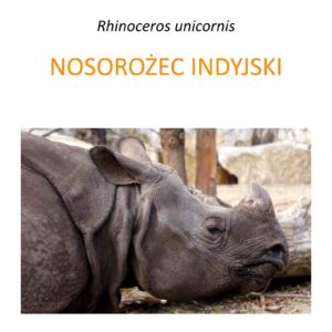 Program ochrony nosorożca indyjskiego w Parku Narodowym Manas