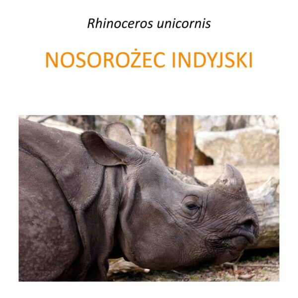 Program ochrony nosorożca indyjskiego w Parku Narodowym Manas