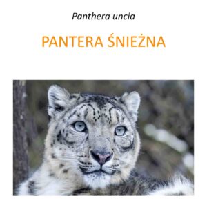 Program ochrony pantery śnieżnej