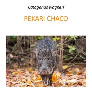 Program ochrony pekari chaco