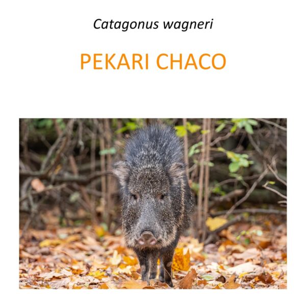 Program ochrony pekari chaco