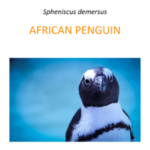 African Penguin Conservation Program