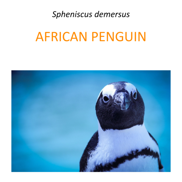 African Penguin Conservation Program