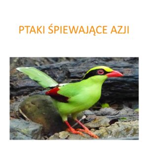 Program ochrony ptaków śpiewających Azji