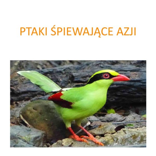 Program ochrony ptaków śpiewających Azji