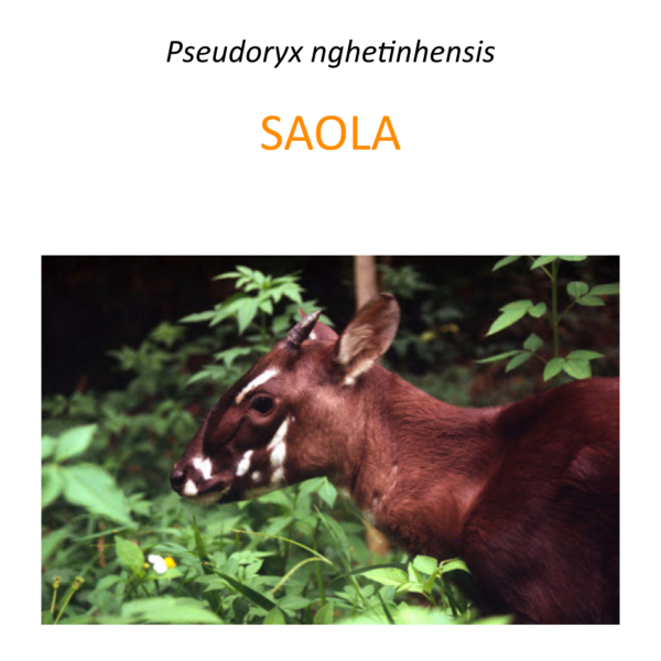 Program ochrony saola