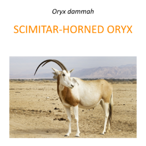 Scimitar-horned oryx conservation program
