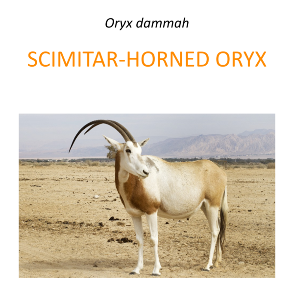 Scimitar-horned oryx conservation program
