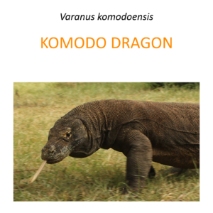 Komodo dragon protection program