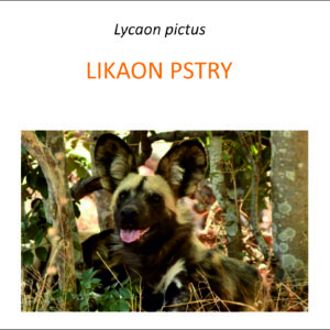 Program ochrony likaonów
