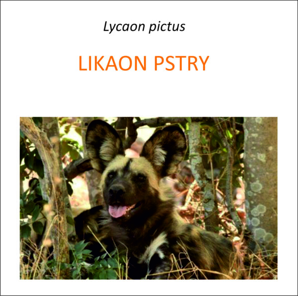Program ochrony likaonów