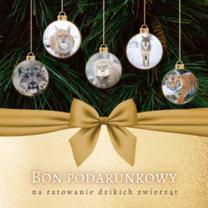 Bon podarunkowy DODO