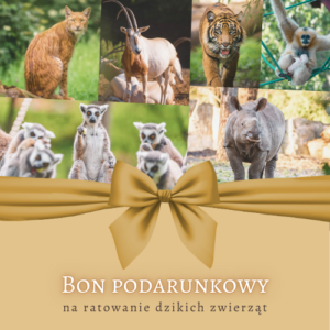 Bon podarunkowy DODO